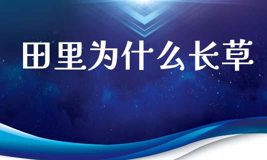 田里为什么长草_https://www.ltsssb.com_期货行情_第1张